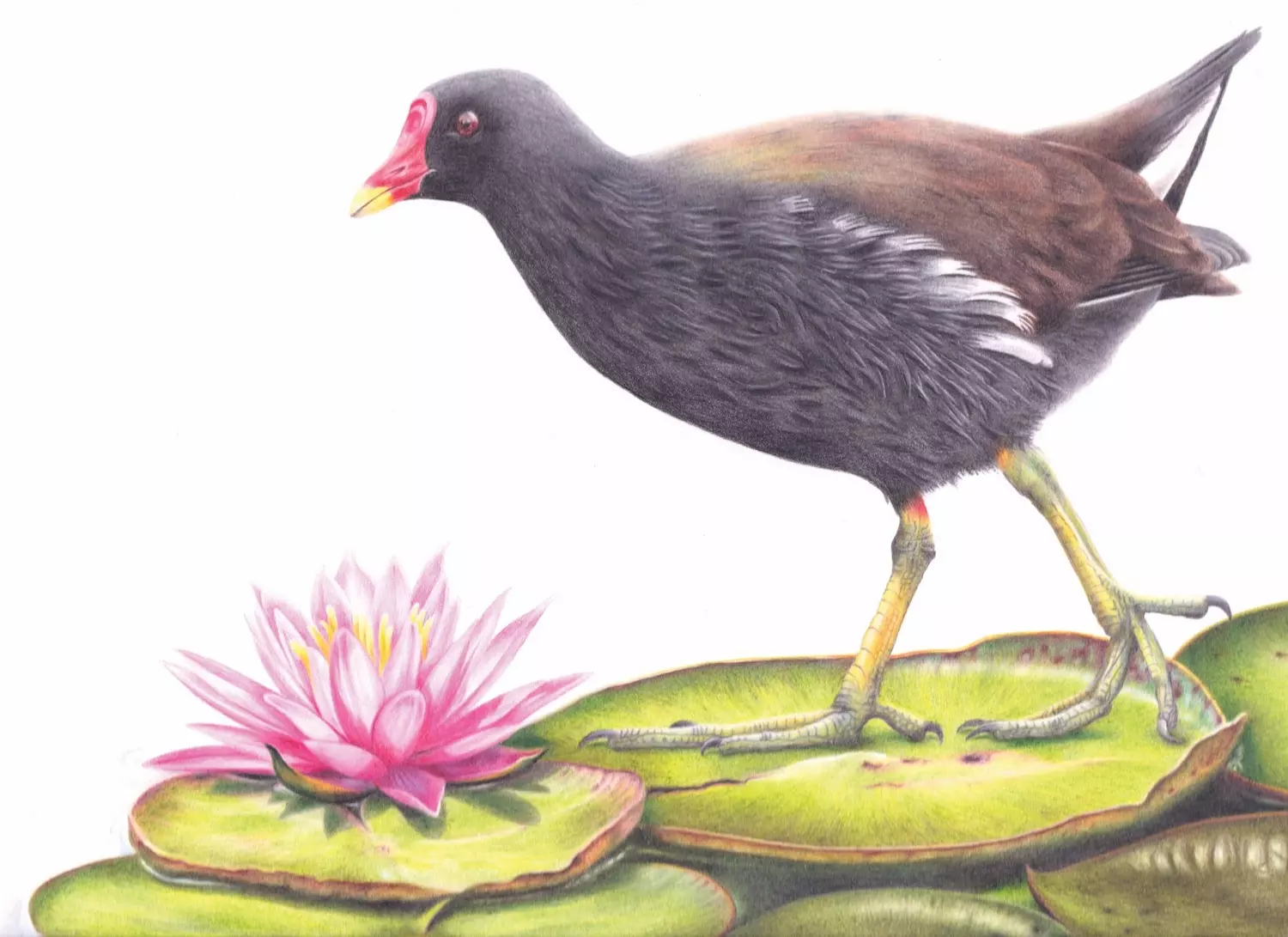 Moorhen Coloured Pencil Illustration